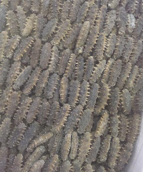 【大连海参专卖】价格,厂家,其他粗加工水产品