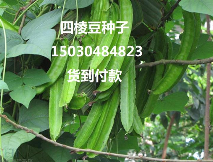 哪里卖翼豆种子龙豆种子四棱豆种子四角豆种子